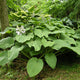 Kingsize - Giant Hosta