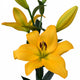 Kingsville LA Hybrid Lily