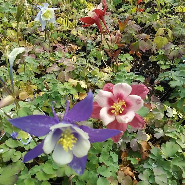 Kirigami Mixed Columbine