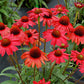 Kismet Red Coneflower