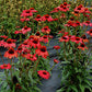 Kismet Red Coneflower