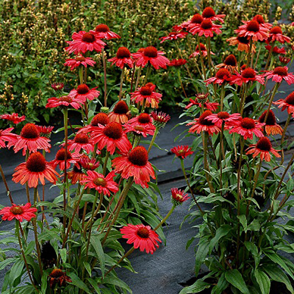 Kismet Red Coneflower