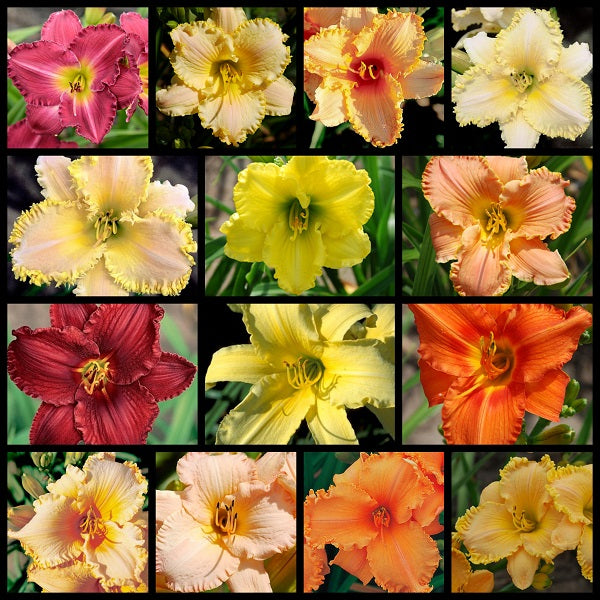 Klehm's Legacy Daylily Bundle