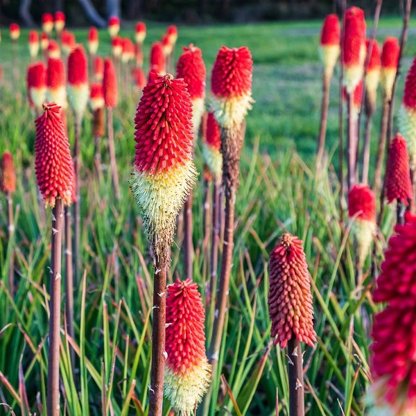 Royal Castle Red Hot Poker