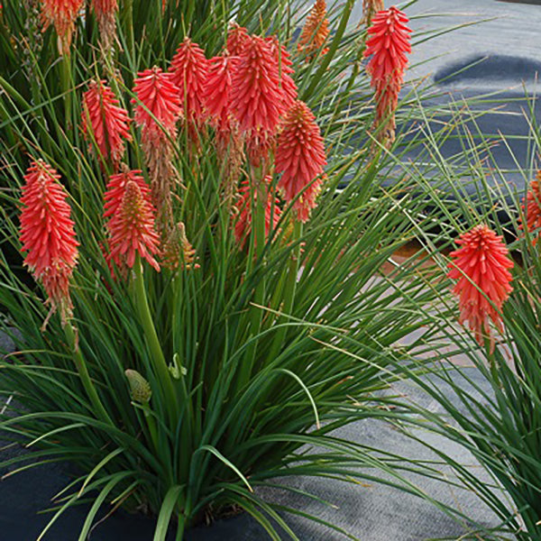 Poco Red Red Hot Poker