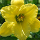 Knockout Yellow Daylily