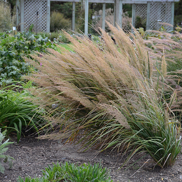 Korean Feather Reed Grass