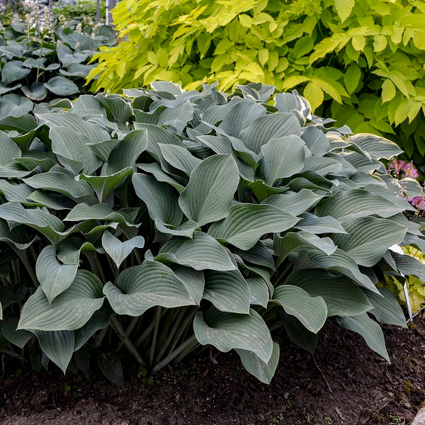 Krossa Regal Giant Hosta