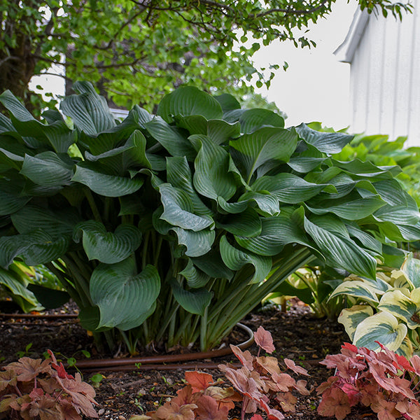 Krossa Regal Giant Hosta