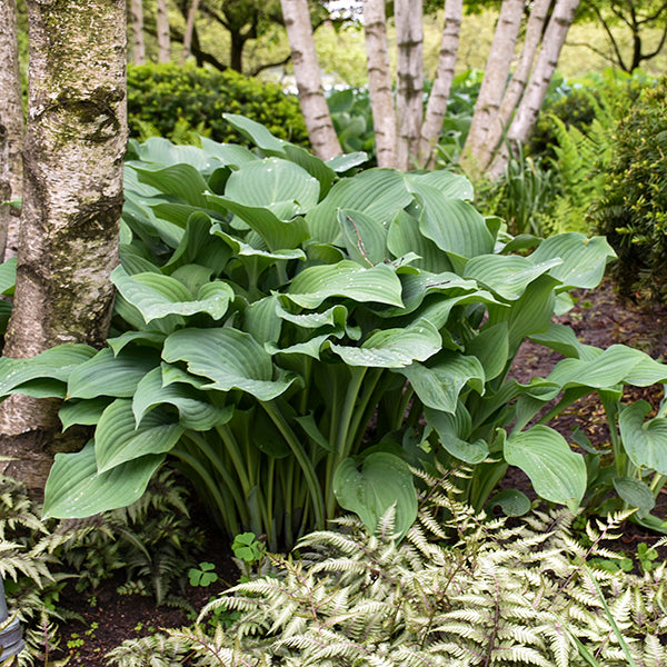 Krossa Regal Giant Hosta