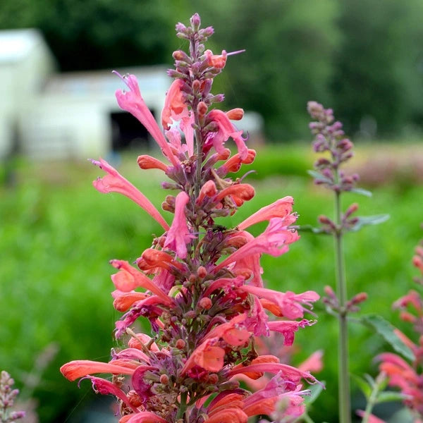 Kudos Coral Hyssop