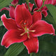 Cadenza - Oriental Lily (3/bag)