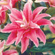 Distant Drum - Oriental Lily (3/bag)