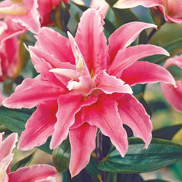 Distant Drum - Oriental Lily (3/bag)