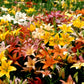 Great American Lily Mix