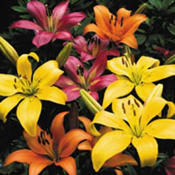 Manado LA Hybrid Lily