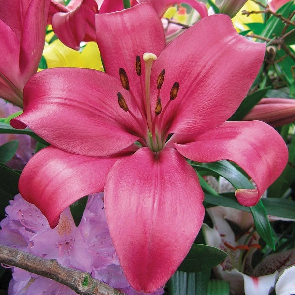 Manado LA Hybrid Lily