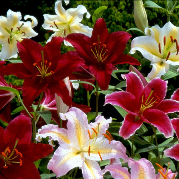 Oriental Lily Mix