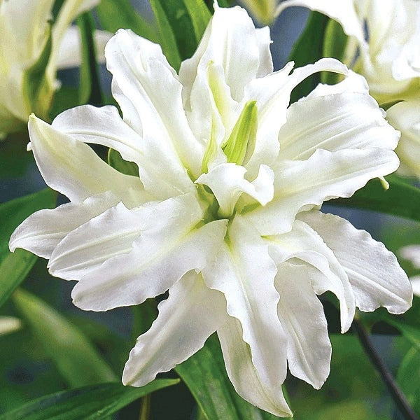 Polar Star - Oriental Lily (3/bag)