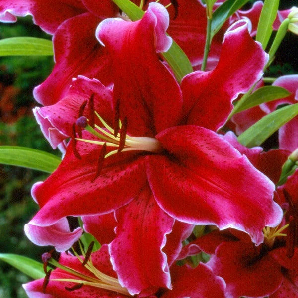 Rio Negro - Oriental Lily (3/bag)