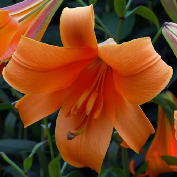 African Queen - Trumpet Lily (2/bag)