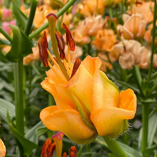 Apricot Fudge - Double Asiatic Lily (2/bag)