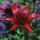 Black Beard - Asiatic Lily (3/bag)