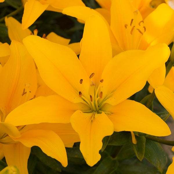 Dazzle - LA Hybrid Lily (3/bag)