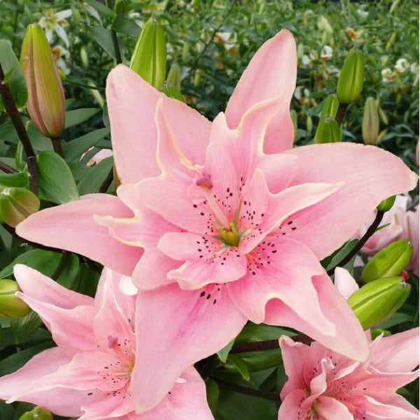 Elodie - Double Asiatic Lily (2/bag)