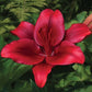 Forza Red - LA Hybrid Lily (3/bag)