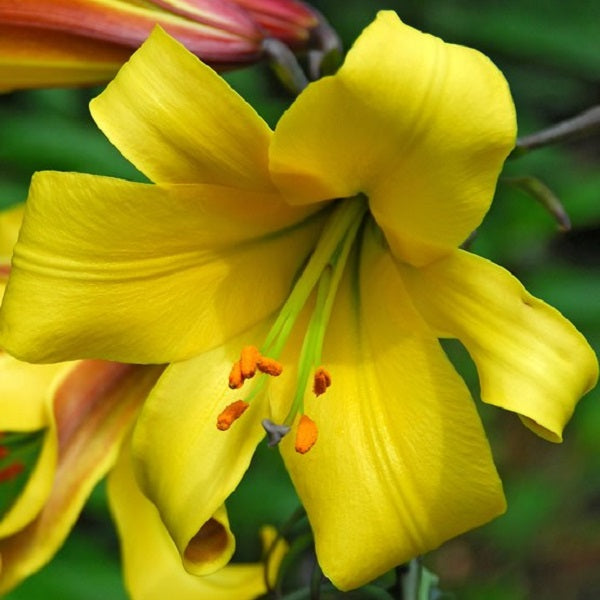 Golden Splendor - Trumpet Lily (2/bag)