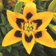 John Hancock Asiatic Lily (3/bag)