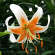 Lady Alice Turkish Cap Lily