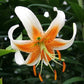 Turkish Cap Lily Collection