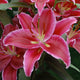 Mero Star - Oriental Lily (3/bag)