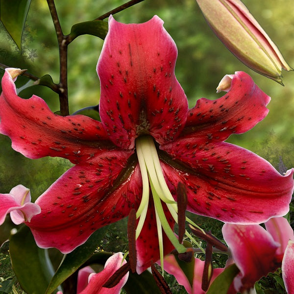 Turkish Cap Lily Collection