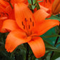 Montebello - Asiatic Lily (3/bag)