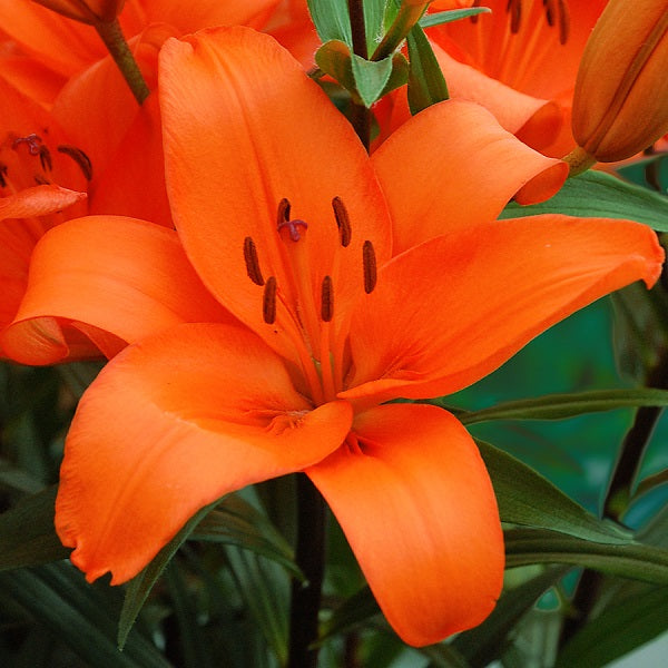 Montebello - Asiatic Lily (3/bag)