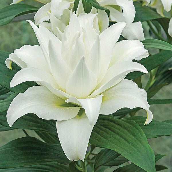 My Wedding Double Oriental Lily