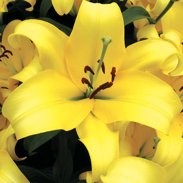 Outback - Oriental Lily (2/bag)