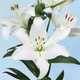 Parrano LA Hybrid Lily