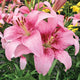 Pink Brush - LA Hybrid Lily (3/bag)