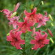 Pink Flight - Tiger Lily (2/bag)