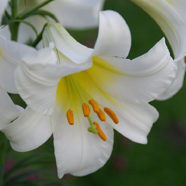 Regale Album Trumpet Lily