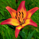 Royal Sunset LA Hybrid Lily