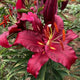 Scorpio - Oriental Lily (3/bag)