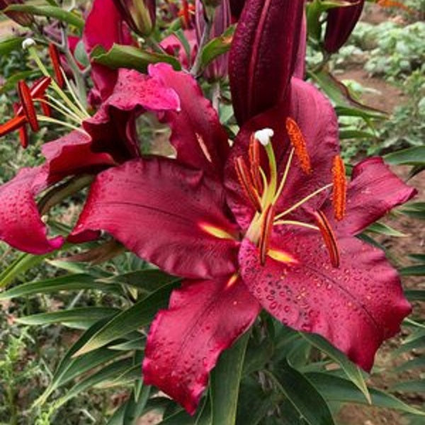 Scorpio - Oriental Lily (3/bag)