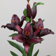 Secret Kiss - Asiatic Lily (3/bag)