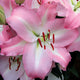 Sheila - Oriental Lily (3/bag)