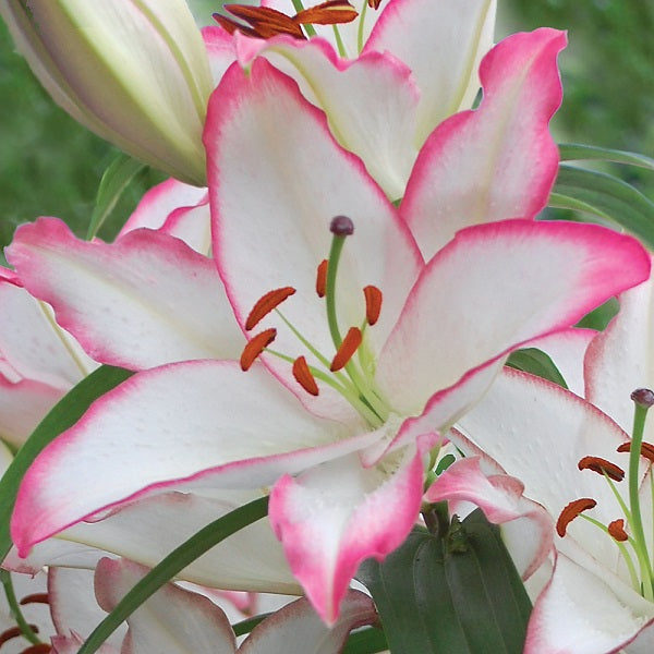 The Edge - Oriental Lily (3/bag)